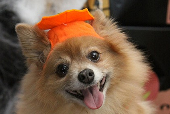 TPM Halloween Pet Costume Contest and Local Events_TAWANI Property Management