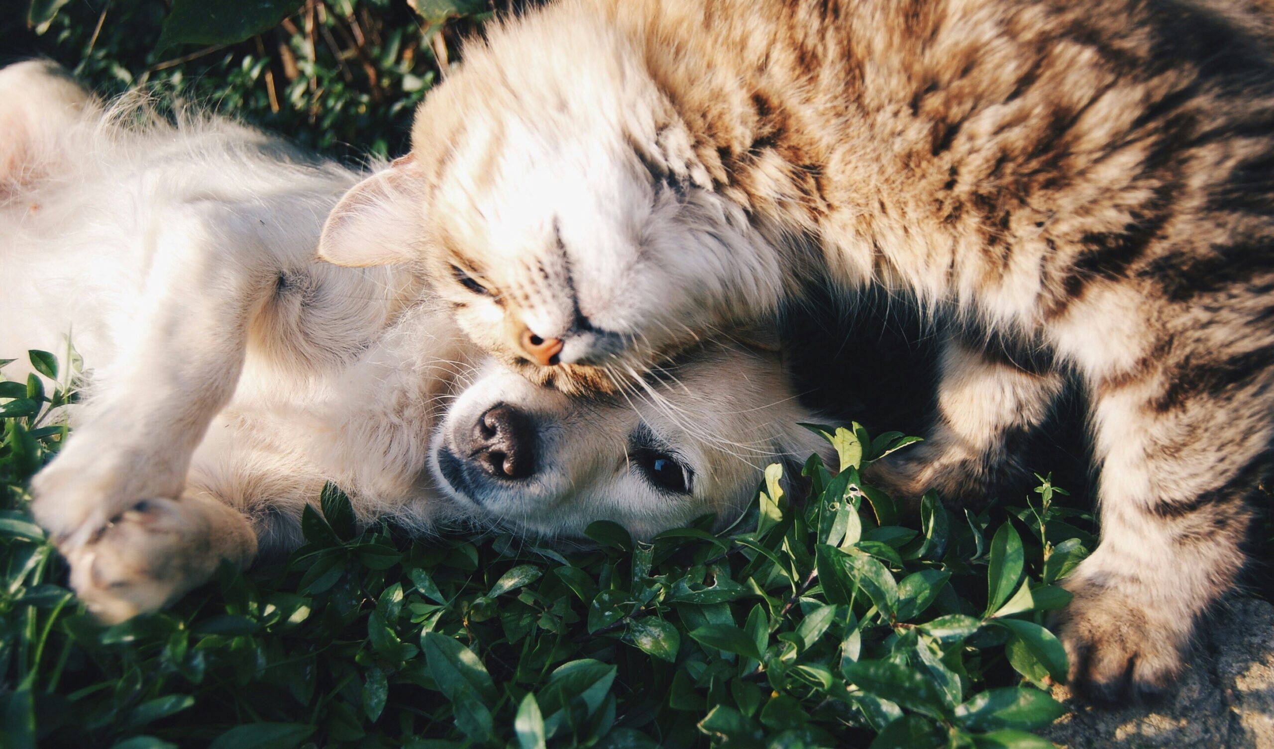 Celebrating National Love Your Pet Day in Chicago